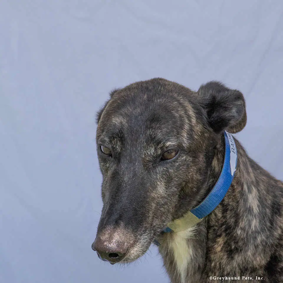 Barry - Greyhound