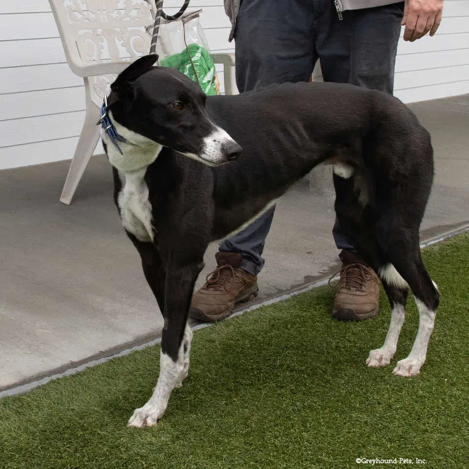 Billy image 2