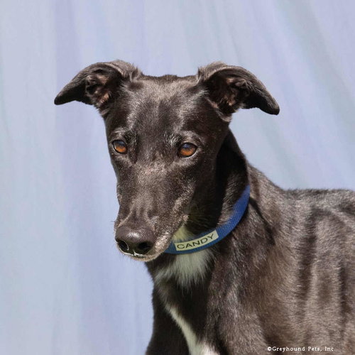 Candy, a dog for adoption from Greyhound Pets, Inc.