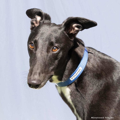 Frank, a dog for adoption from Greyhound Pets, Inc.