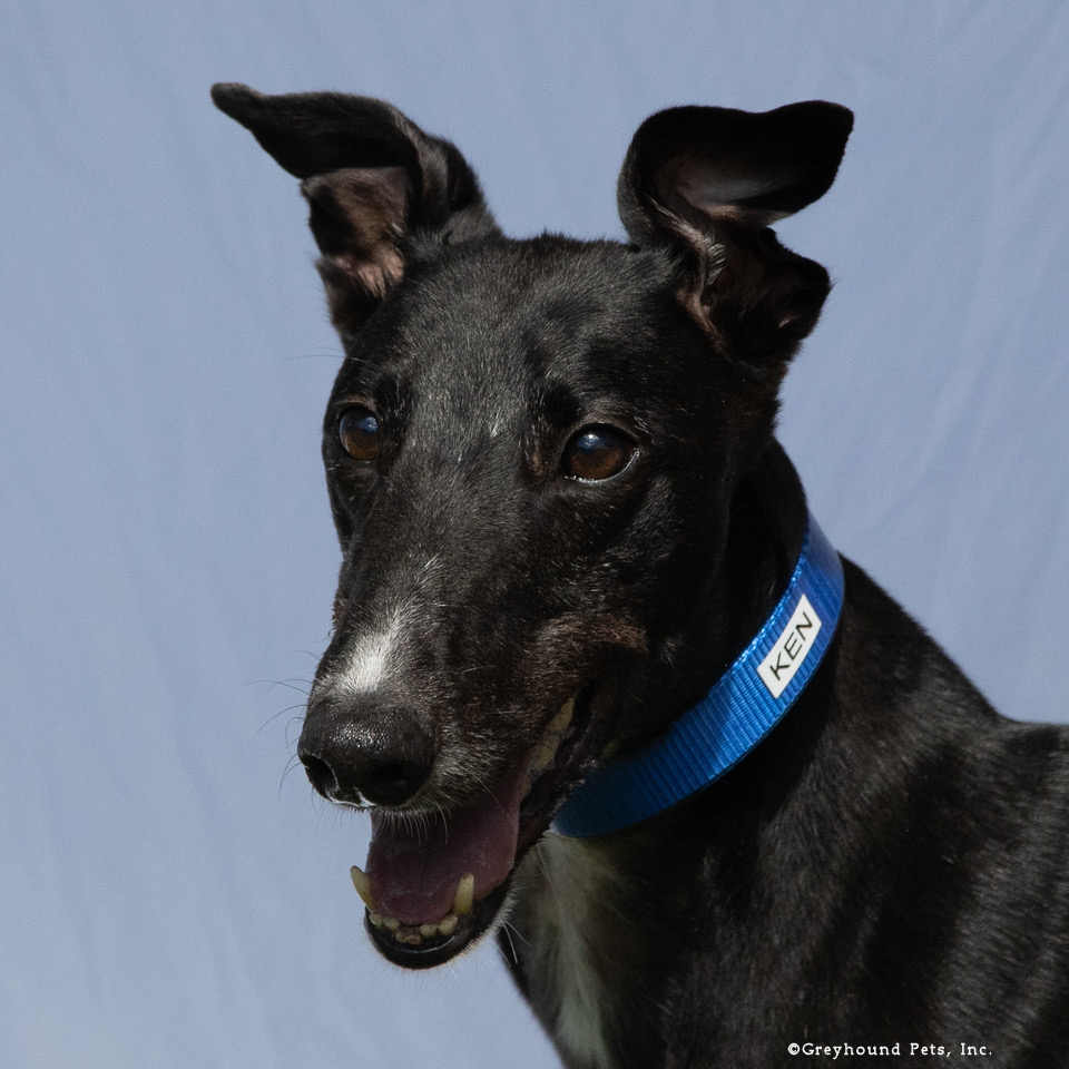 Ken, Greyhound