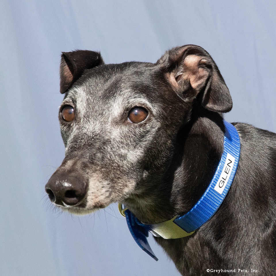 Glen, Greyhound