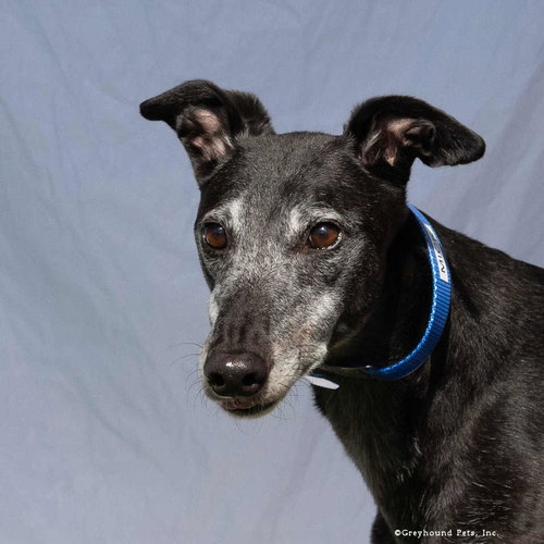 Mick, Greyhound (short coat)