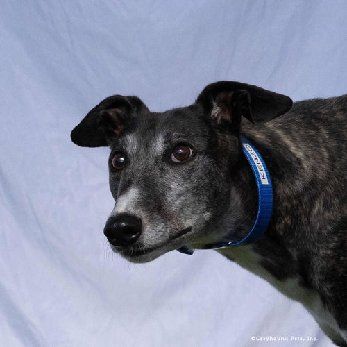 Kenzo, a dog for adoption from Greyhound Pets, Inc.