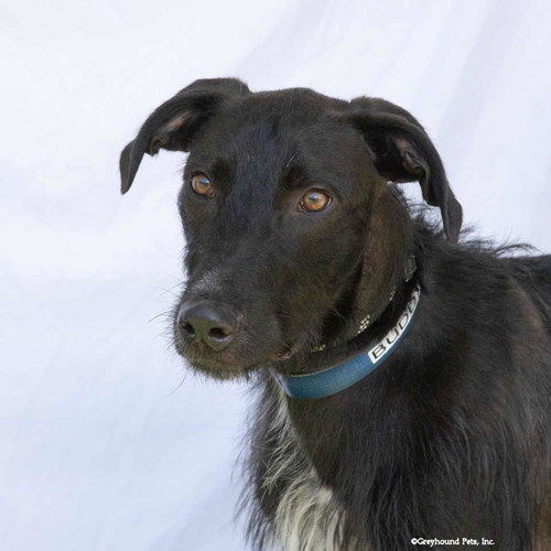 Buddy, a dog for adoption from Greyhound Pets, Inc.