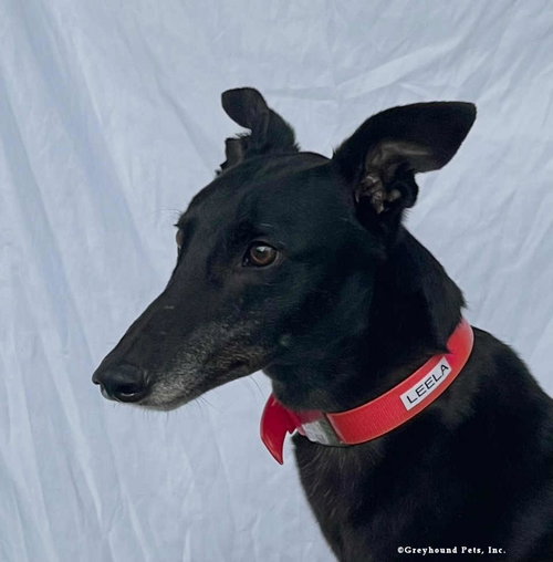 Leela, Greyhound (short coat)