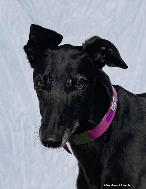 Zoe, Greyhound (short coat)