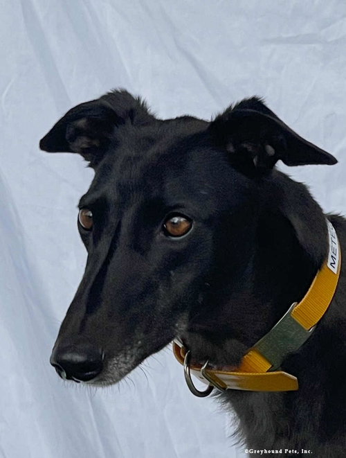 Meteor, Greyhound (short coat)
