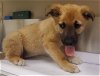 adoptable Dog in hesperia, ca, CA named A107986