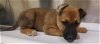 adoptable Dog in hesperia, ca, CA named A107989
