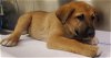 adoptable Dog in hesperia, ca, CA named A107990