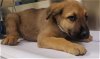 adoptable Dog in hesperia, ca, CA named A107991