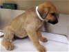 adoptable Dog in hesperia, ca, CA named A107993