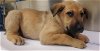 adoptable Dog in hesperia, ca, CA named A107994