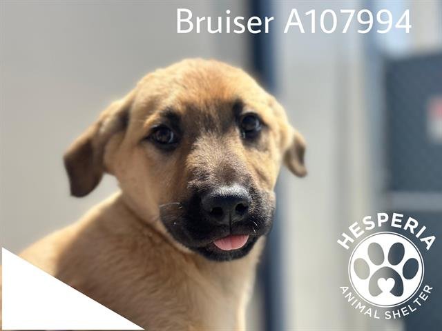 adoptable Dog in Hesperia, CA named BRUISER