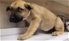 adoptable Dog in hesperia, ca, CA named A107995