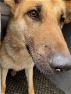 adoptable Dog in hesperia, ca, CA named A107974