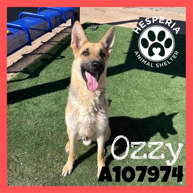 adoptable Dog in Hesperia, CA named OZZY