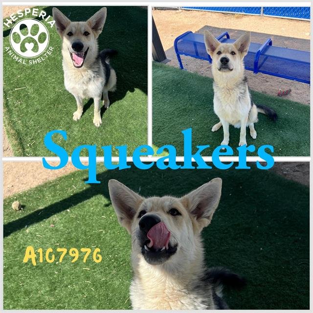 adoptable Dog in Hesperia, CA named SQUEAKERS