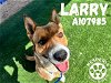 adoptable Dog in  named LARRY