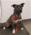 adoptable Dog in hesperia, ca, CA named A107997