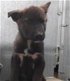 adoptable Dog in hesperia, ca, CA named A107996