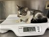 adoptable Cat in hesperia, ca, CA named A107963