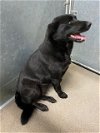 adoptable Dog in hesperia, ca, CA named A108001