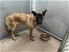 adoptable Dog in hesperia, CA named A108048