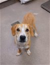adoptable Dog in hesperia, CA named A108134