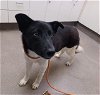 adoptable Dog in hesperia, CA named A108101