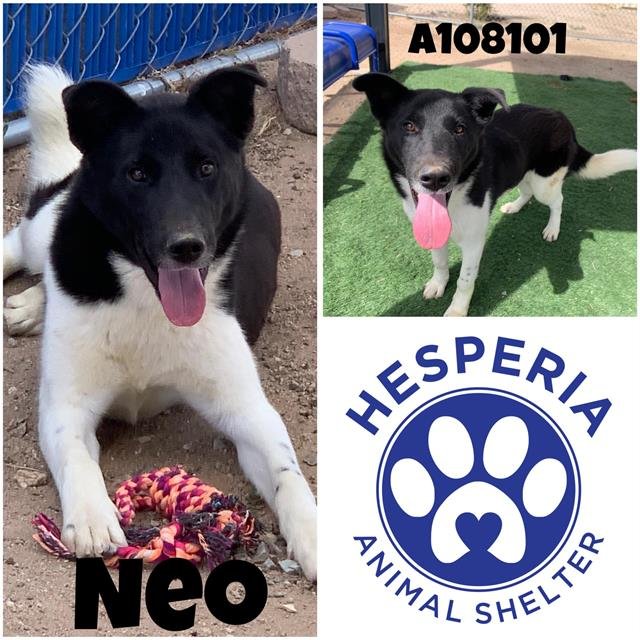 adoptable Dog in Hesperia, CA named NEO