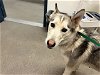 adoptable Dog in hesperia, CA named A108144