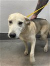 adoptable Dog in  named A108168