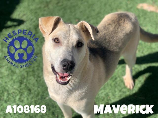 adoptable Dog in Hesperia, CA named MAVERICK