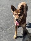 adoptable Dog in hesperia, CA named (RESCUE ONLY)