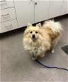 adoptable Dog in hesperia, CA named A108362