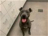 adoptable Dog in hesperia, CA named A108363