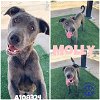 adoptable Dog in  named MOLLY (RESCUE ONLY)