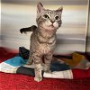 adoptable Cat in hesperia, CA named A108390