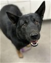 adoptable Dog in hesperia, CA named A108393