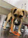 adoptable Dog in hesperia, CA named A108396