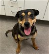 adoptable Dog in hesperia, CA named A108397