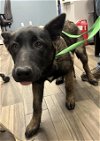 adoptable Dog in hesperia, CA named A108400