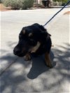 adoptable Dog in  named (RESCUE ONLY)