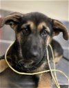 adoptable Dog in hesperia, CA named A108431