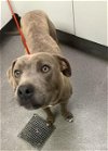 adoptable Dog in hesperia, CA named A108349