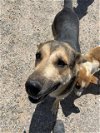 adoptable Dog in hesperia, CA named A108519