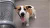 adoptable Dog in hesperia, CA named A108521