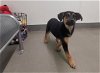 adoptable Dog in hesperia, CA named A108522